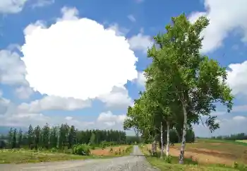 Efecto de fotos de la categoría Verano № 114245