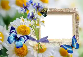 Efecto de fotos de la categoría Verano № 114393