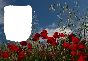 Efecto de fotos de la categoría Verano № 114434