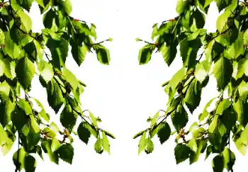 Efecto de fotos de la categoría Verano № 114501