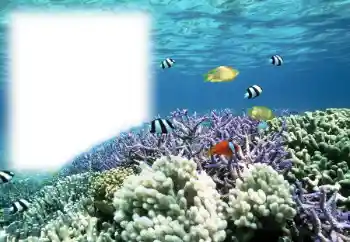 Efecto de fotos de la categoría Verano № 121111