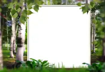 Efecto de fotos de la categoría Verano № 128567