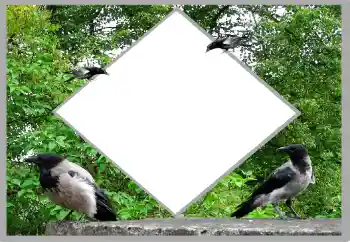 Efecto de fotos de la categoría Verano № 131476