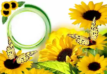 Efecto de fotos de la categoría Verano № 134446