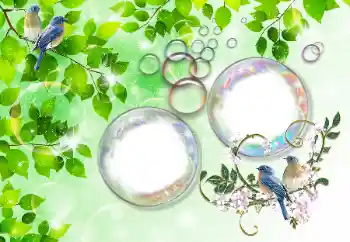 Efecto de fotos de la categoría Verano № 167832