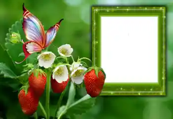 Efecto de fotos de la categoría Verano № 168002