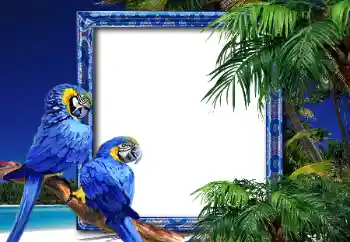 Efecto de fotos de la categoría Verano № 26552