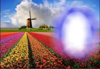 Efecto de fotos de la categoría Verano № 36251