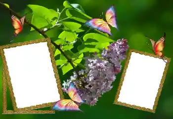 Efecto de fotos de la categoría Verano № 81627