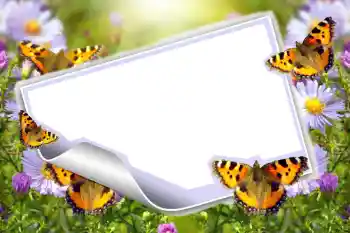 Efecto de fotos de la categoría Verano № 83943