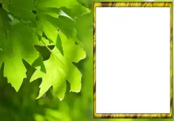 Efecto de fotos de la categoría Verano № 88033