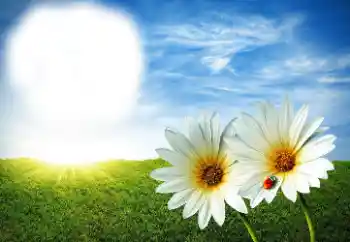 Efecto de fotos de la categoría Verano № 89268