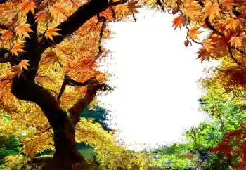 Efecto de fotos de la categoría Otoño № 127046