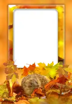 Efecto de fotos de la categoría Otoño № 168000
