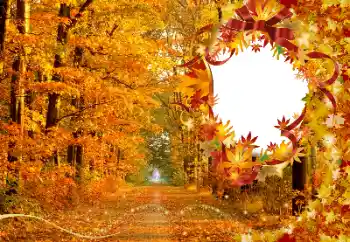 Efecto de fotos de la categoría Otoño № 174120