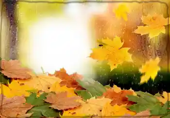Efecto de fotos de la categoría Otoño № 174170
