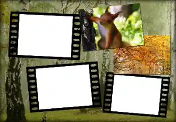 Efecto de fotos de la categoría Otoño № 192848