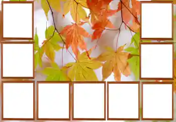 Efecto de fotos de la categoría Otoño № 195267