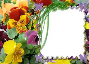 Efecto de fotos de la categoría Primavera № 983